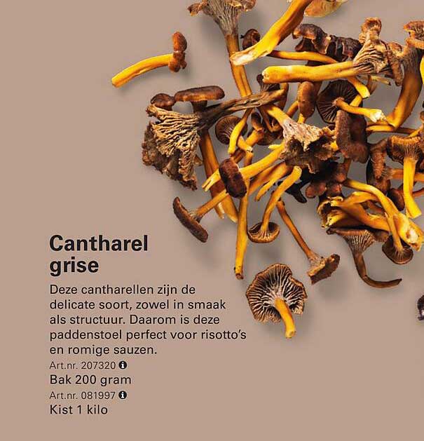Cantharel grise