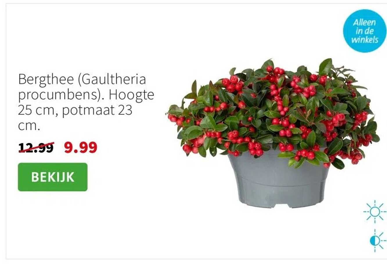 Bergthee (Gaultheria procumbens). Hoogte 25 cm, potmaat 23 cm.