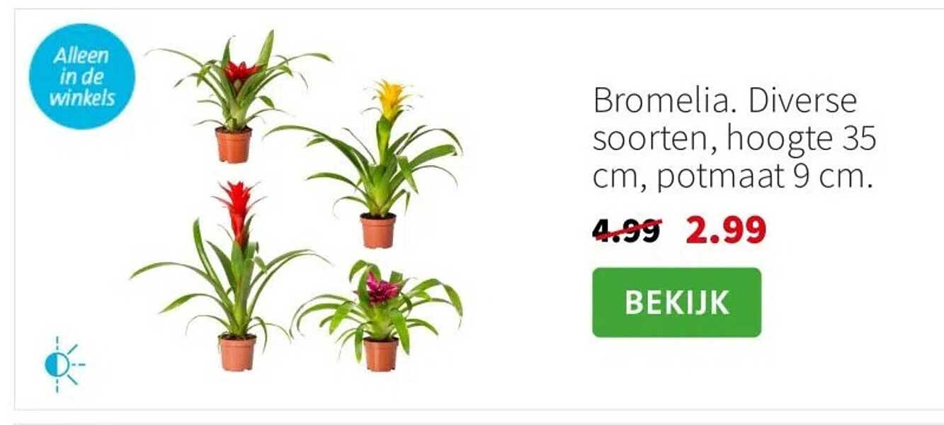 Bromelia. Diverse soorten, hoogte 35 cm, potmaat 9 cm.