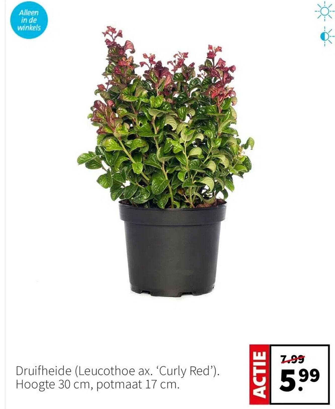 Druifheide (Leucothoe ax. 'Curly Red'). Hoogte 30 cm, potmaat 17 cm.