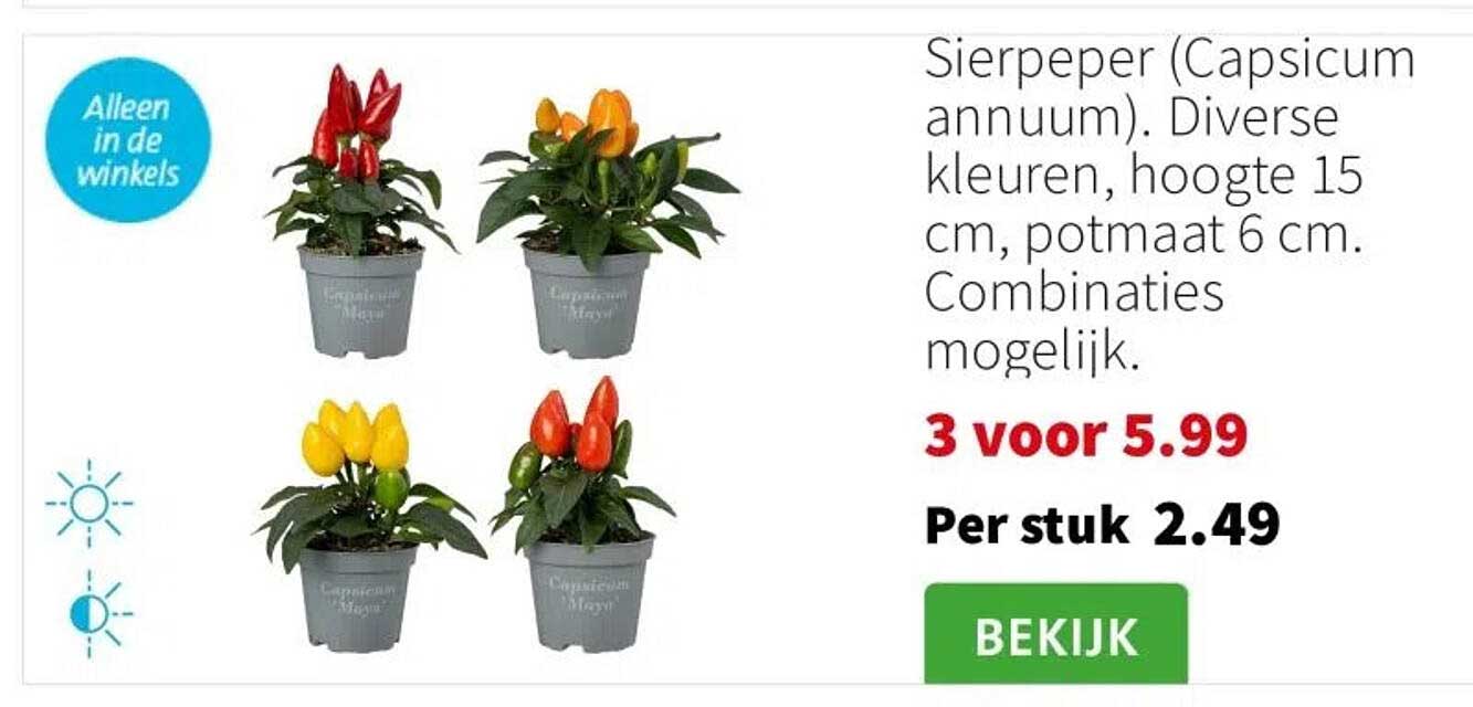 Sierpeper (Capsicum annuum). Diverse kleuren, hoogte 15 cm, potmaat 6 cm. Combinaties mogelijk.