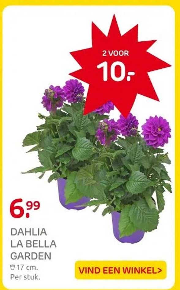 DAHLIA LA BELLA GARDEN