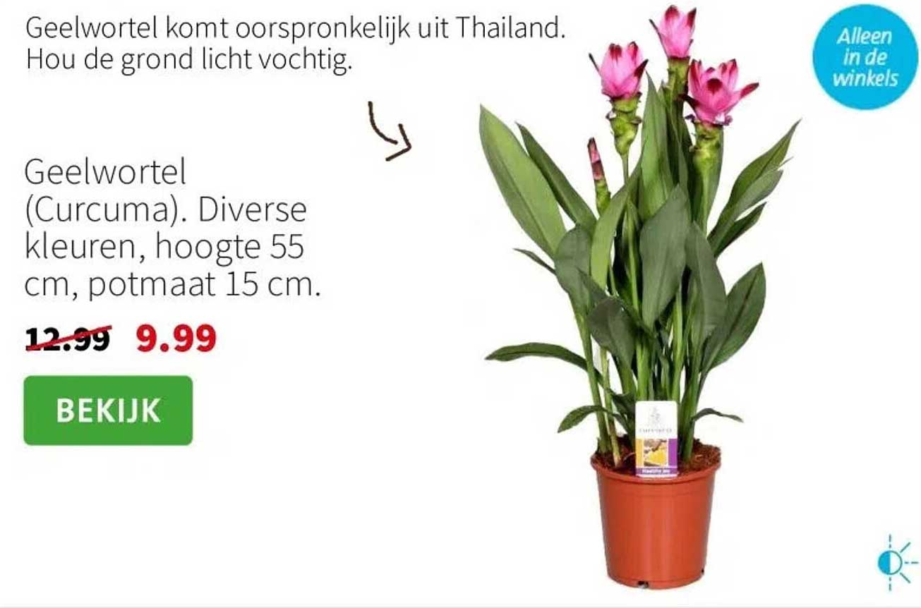 Geelwortel (Curcuma). Diverse kleuren, hoogte 55 cm, potmaat 15 cm.