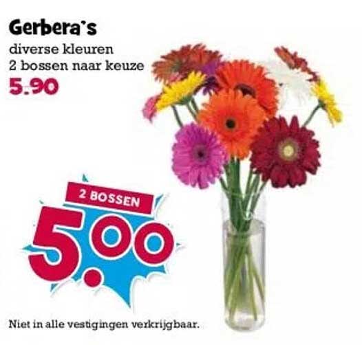 Gerbera's diverse kleuren 2 bossen naar keuze
