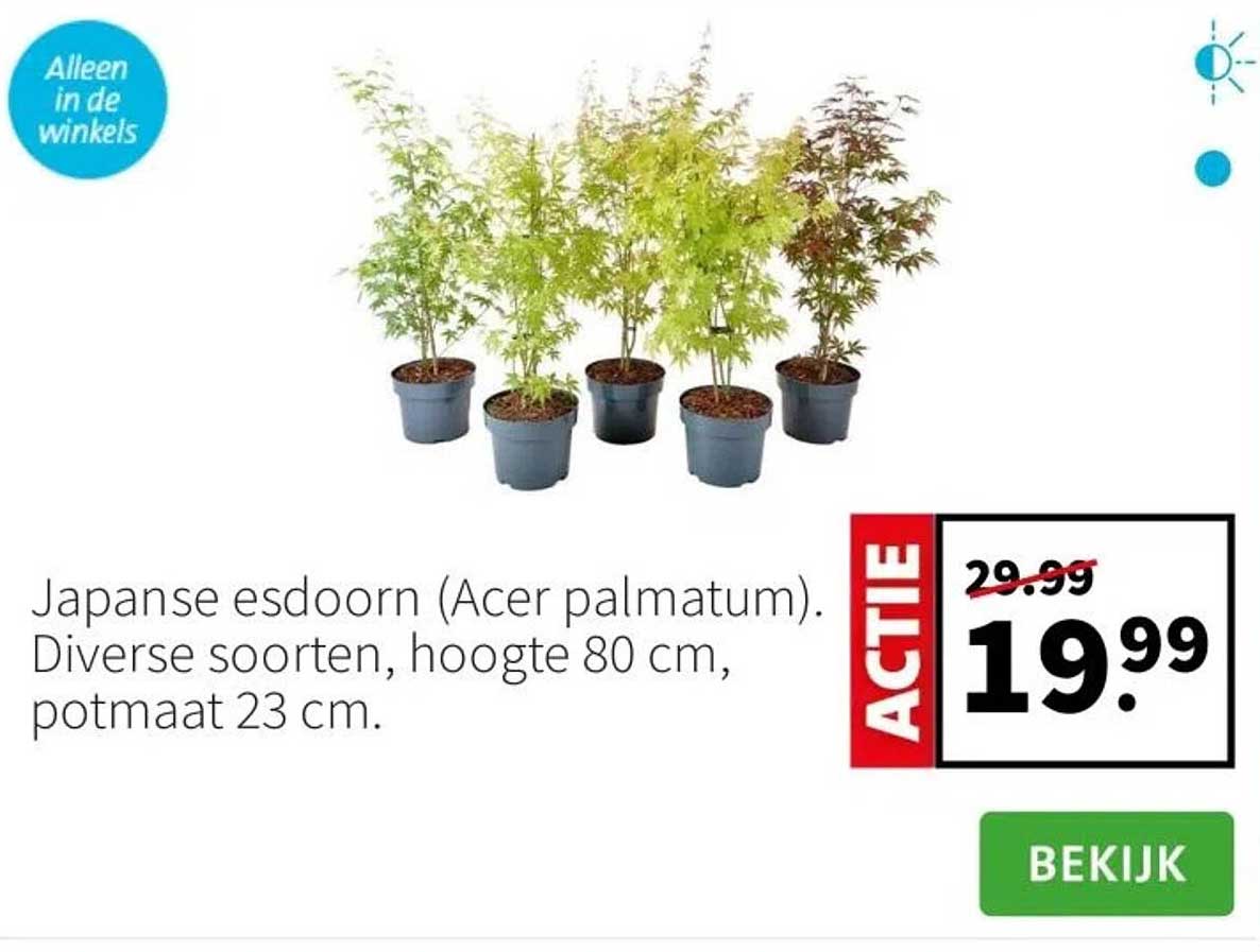 Japanse esdoorn (Acer palmatum). Diverse soorten, hoogte 80 cm, potmaat 23 cm.