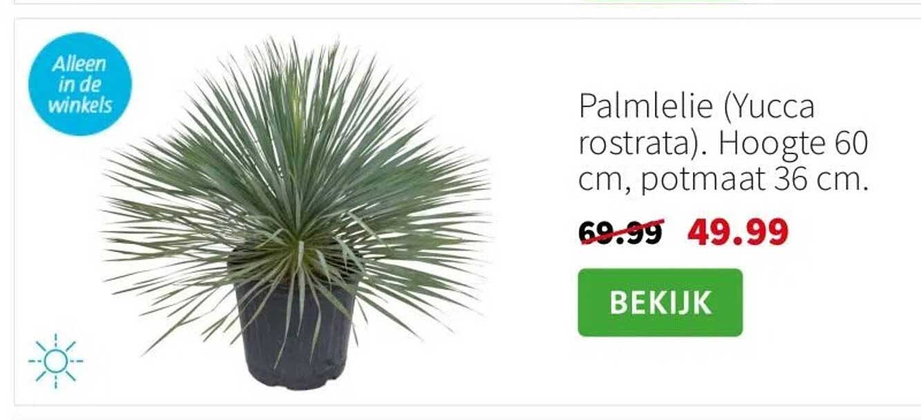 Palmlelie (Yucca rostrata). Hoogte 60 cm, potmaat 36 cm.