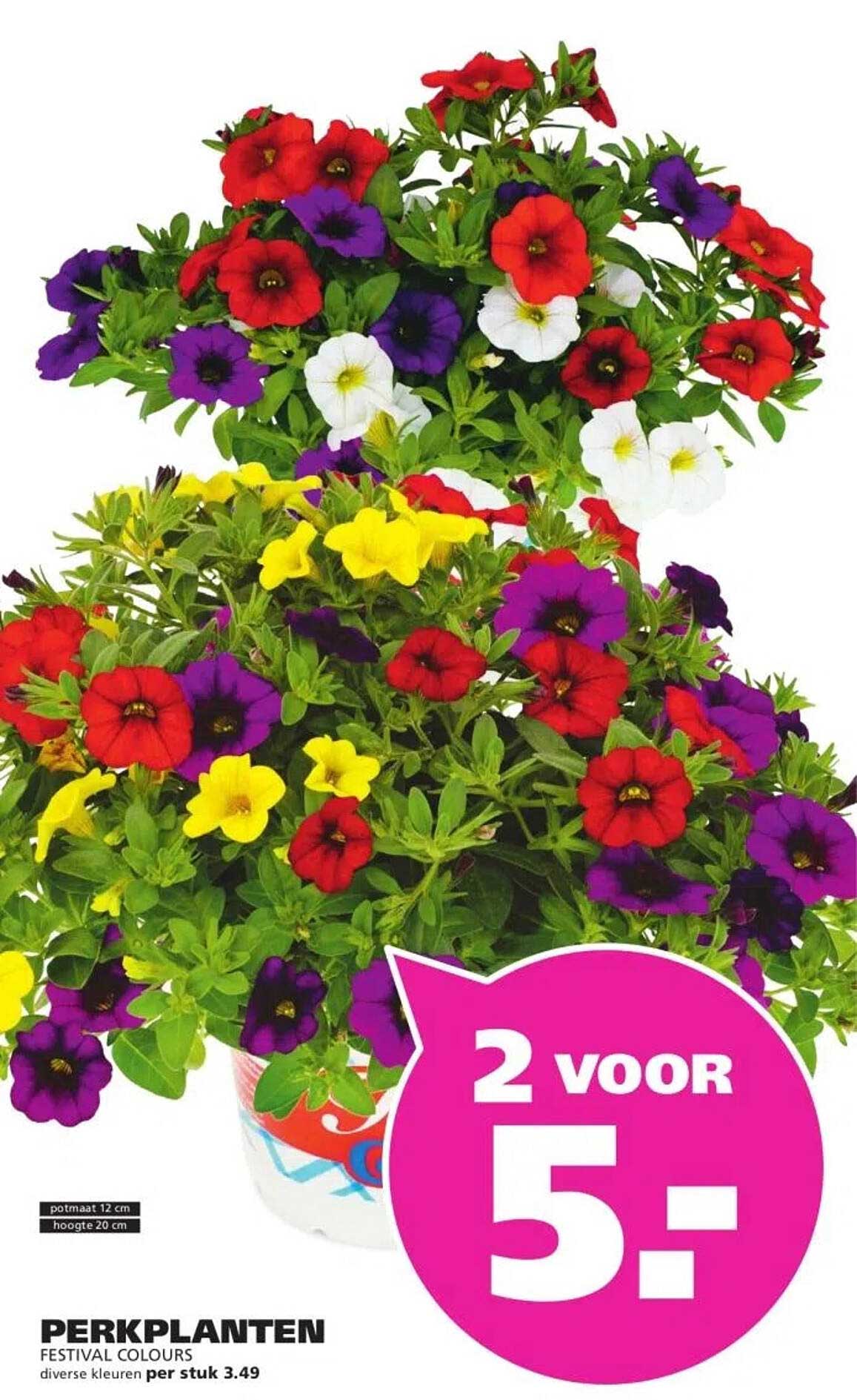 PERKPLANTEN FESTIVAL COLOURS