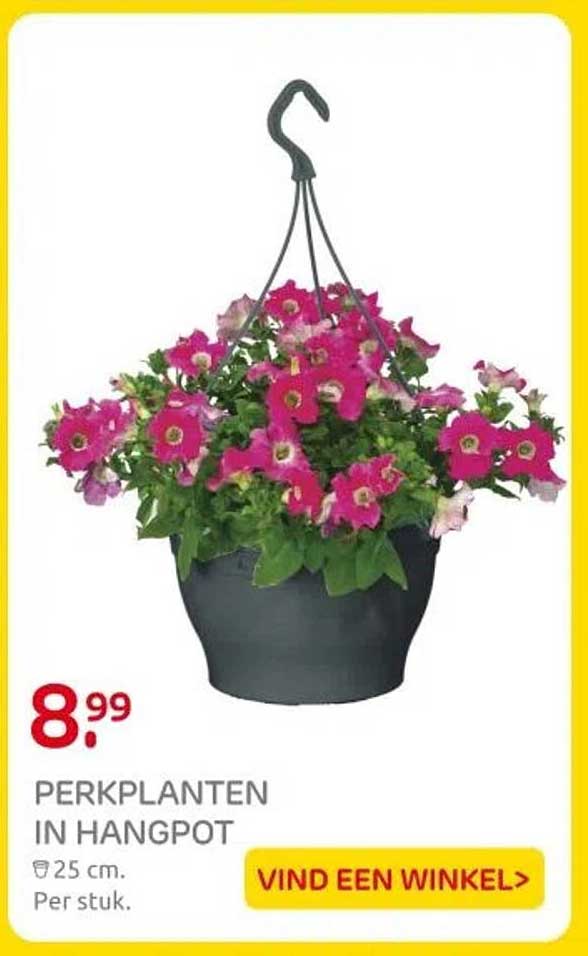 PERKPLANTEN IN HANGPOT