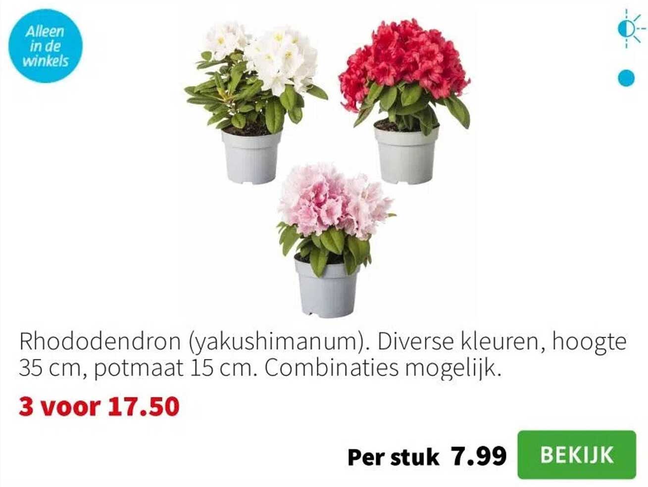 Rhododendron (yakushimanum). Diverse kleuren, hoogte 35 cm, potmaat 15 cm. Combinaties mogelijk.