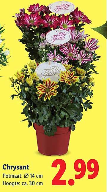 Chrysant