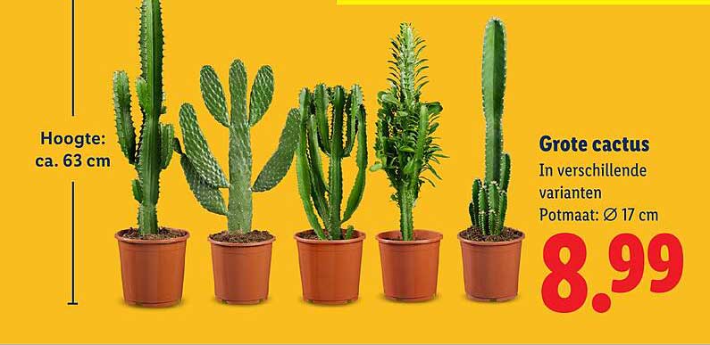 Grote cactus
