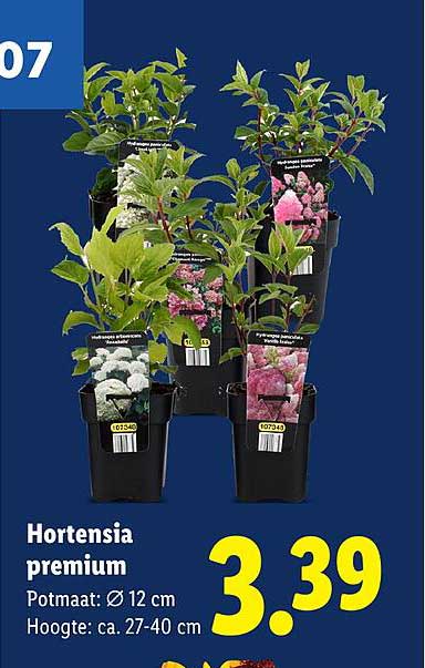 Hortensia premium