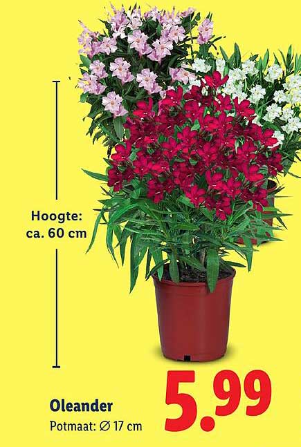Oleander