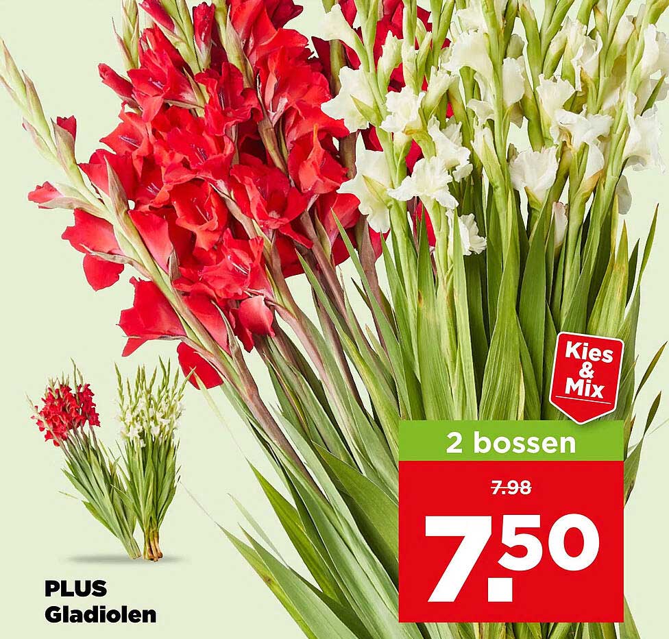 PLUS Gladiolen 2 bossen Kies & Mix