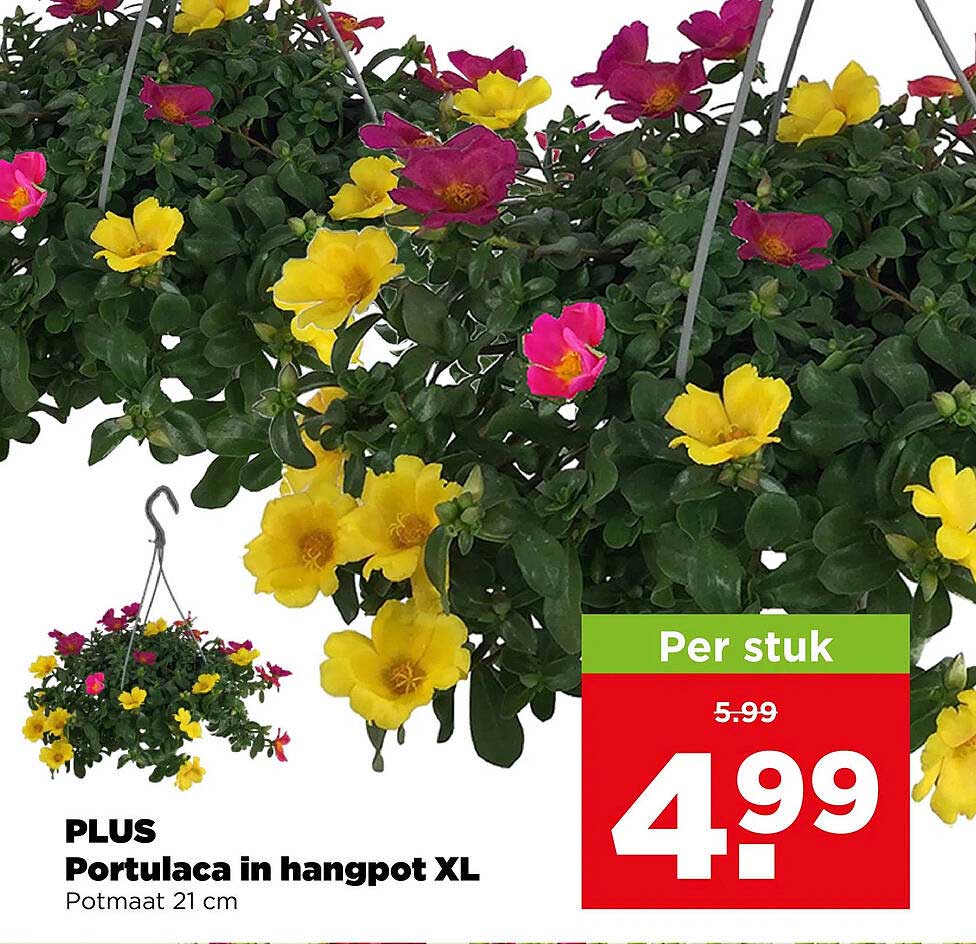 PLUS Portulaca in hangpot XL
