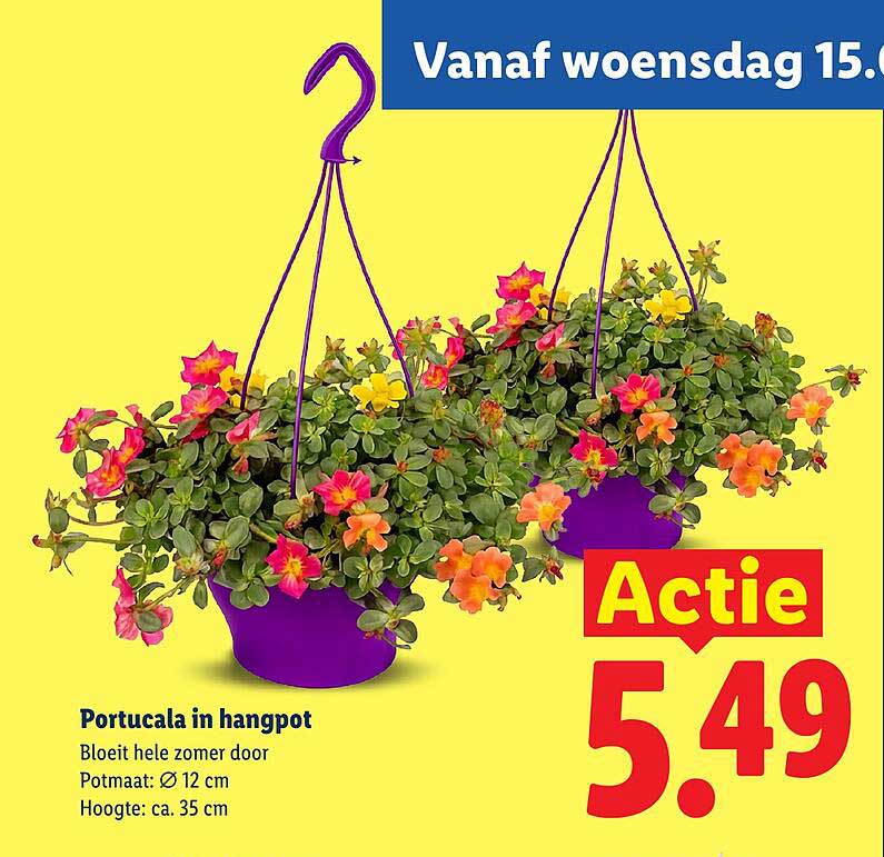 Portucala in hangpot