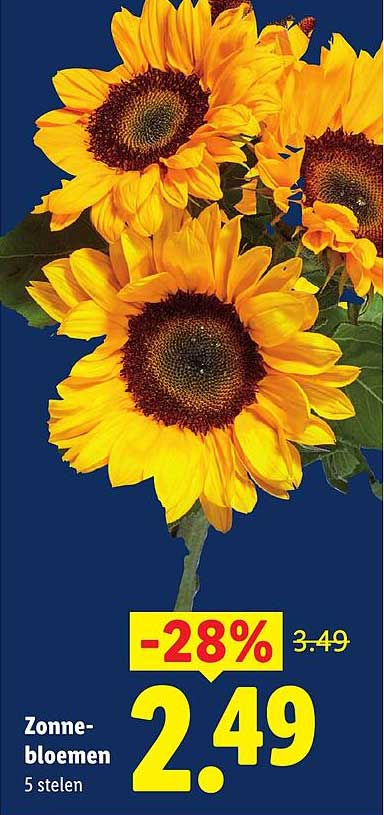 Zonne-bloemen 5 stelen -28%