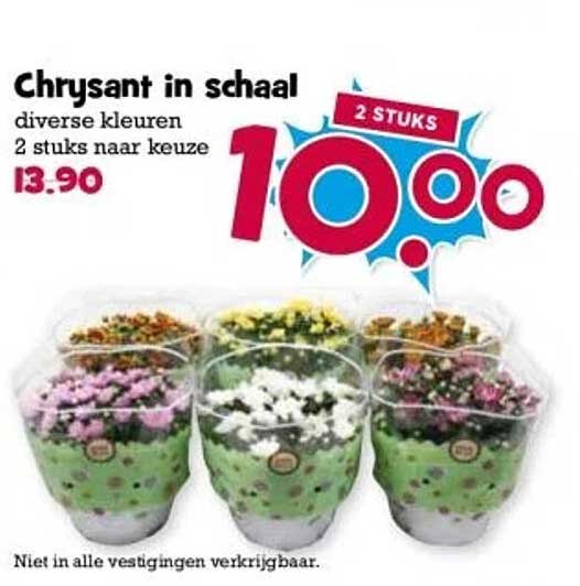 Chrysant in schaal