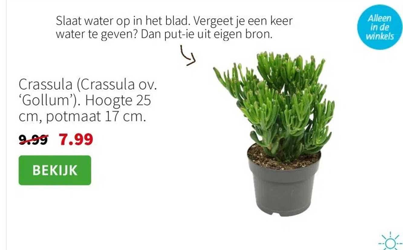 Crassula (Crassula ov. ‘Gollum’). Hoogte 25 cm, potmaat 17 cm.