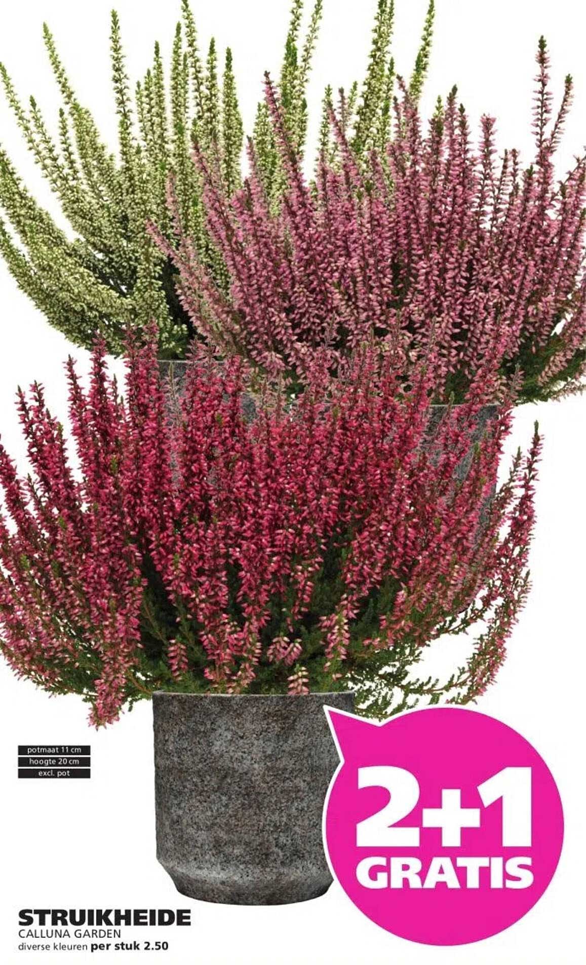 STRUIKHEIDE CALLUNA GARDEN 2+1 GRATIS