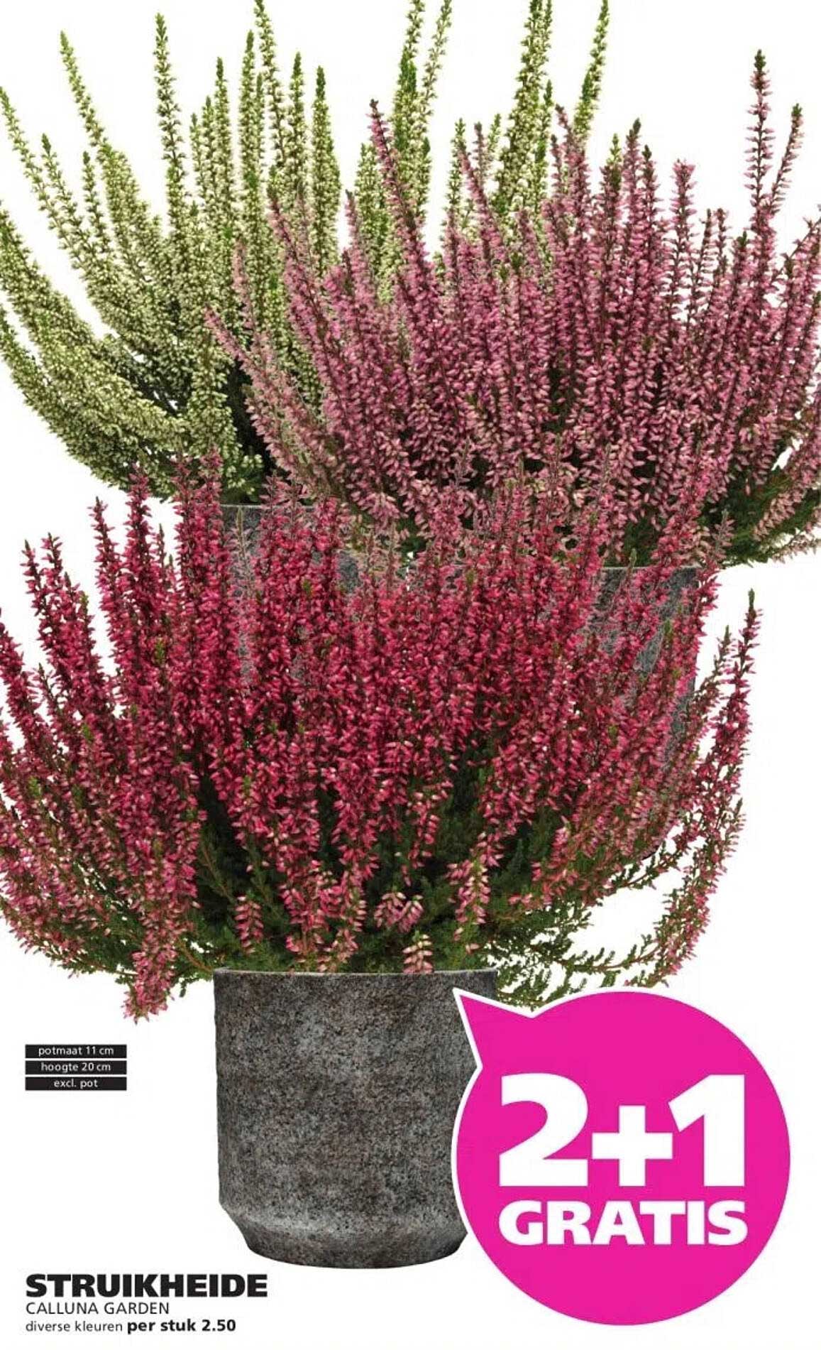 STRUIKHEIDE Calluna Garden per stuk 2.50