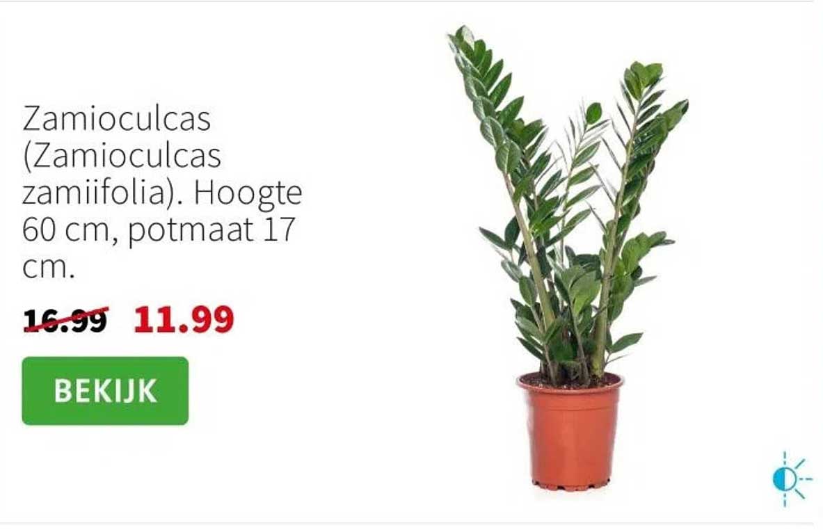 Zamioculcas (Zamioculcas zamiifolia). Hoogte 60 cm, potmaat 17 cm.