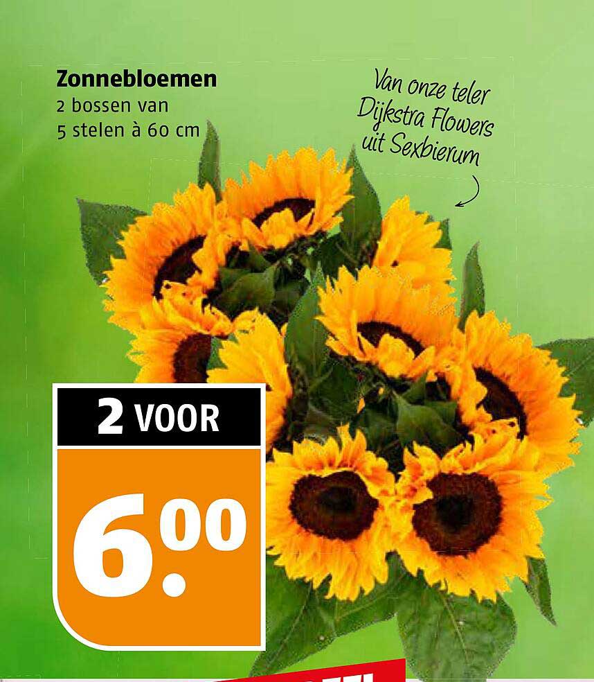 Zonnebloemen 2 bossen van 5 stelen à 60 cm