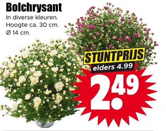 Bolchrysant
