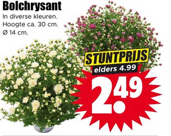 Bolchrysant