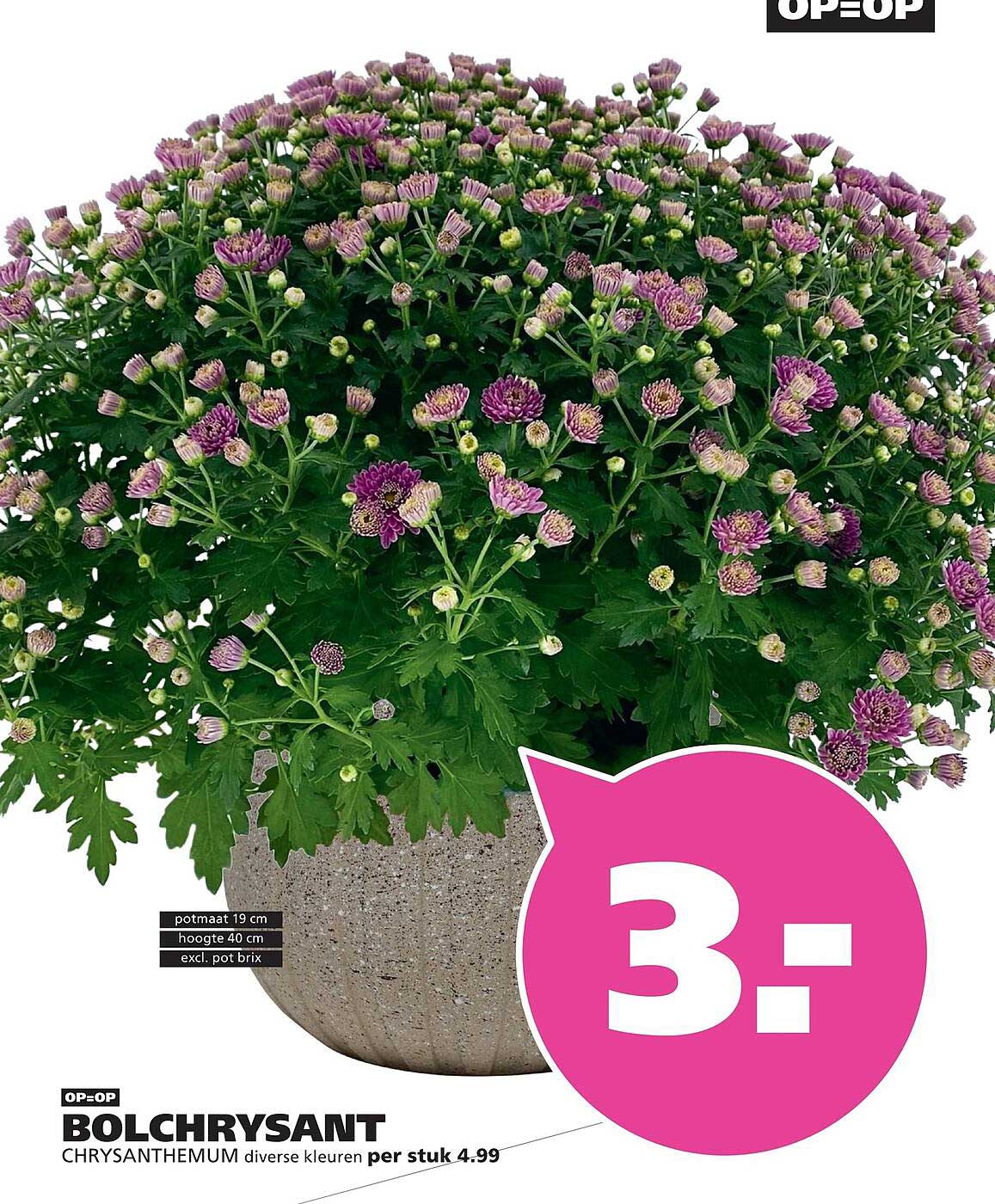 BOLCHRYSANT CHRYSANTHEMUM diverse kleuren per stuk 4.99 OP=OP