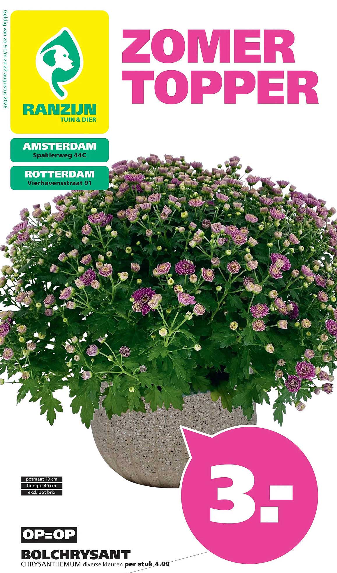 BOLCHRYSANT CHRYSANTHEMUM diverse kleuren per stuk