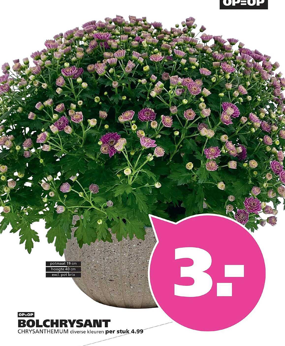 BOLCHRYSANT CHRYSANTHEMUM diverse kleuren per stuk OP=OP