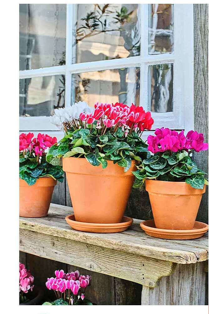 Cyclamen