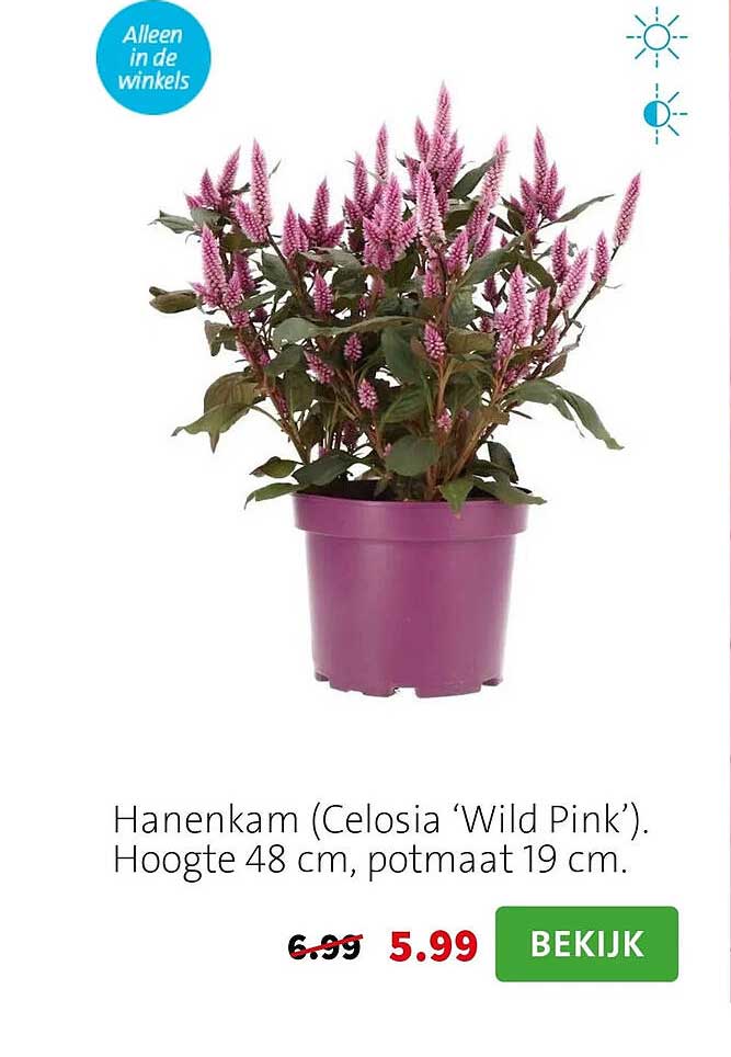 Hanenkam (Celosia ‘Wild Pink’). Hoogte 48 cm, potmaat 19 cm.