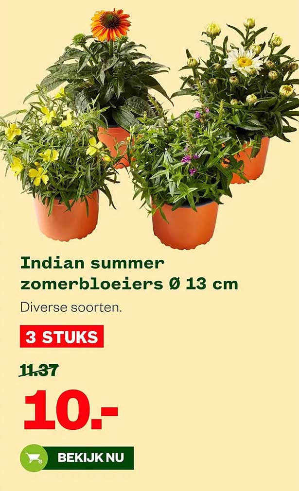 Indian summer zomerbloeiers Ø 13 cm 3 STUKS