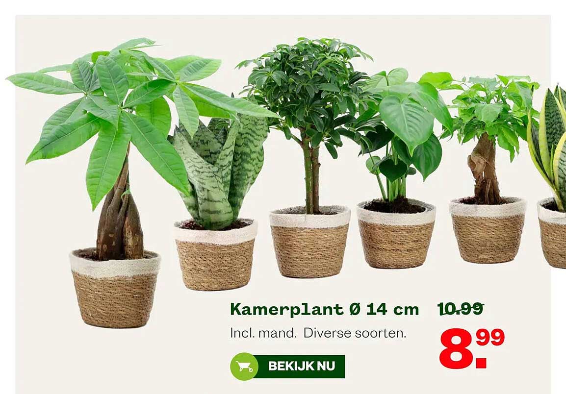 Kamerplant Ø 14 cm