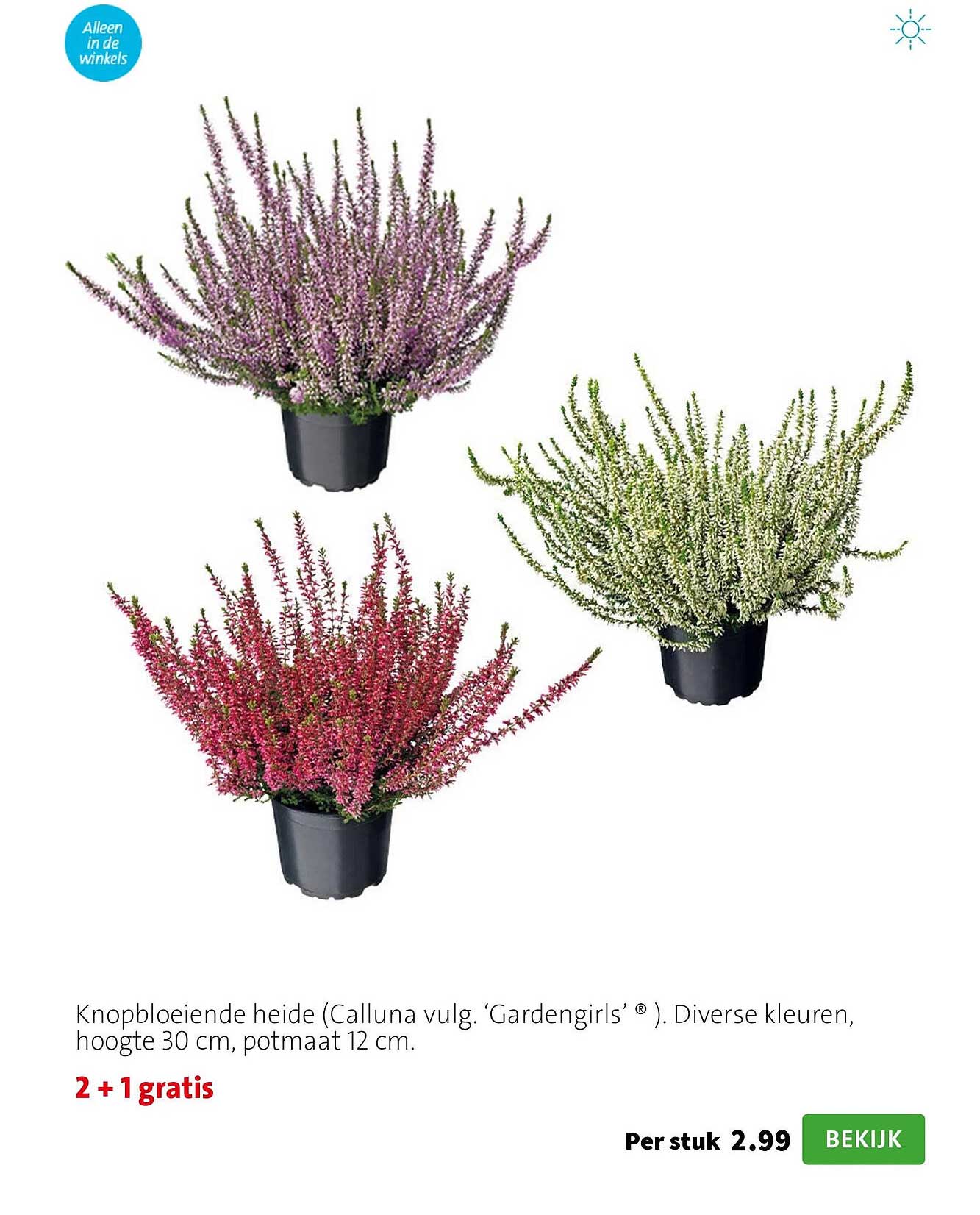 Knopbloeiende heide (Calluna vulg. ‘Gardengirls’®) Diverse kleuren, hoogte 30 cm, potmaat 12 cm. 2 + 1 gratis