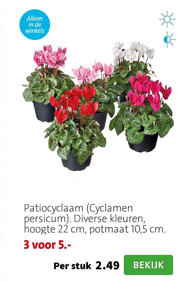 Patiocyclaam (Cyclamen persicum). Diverse kleuren, hoogte 22 cm, potmaat 10,5 cm. 3 voor 5.-