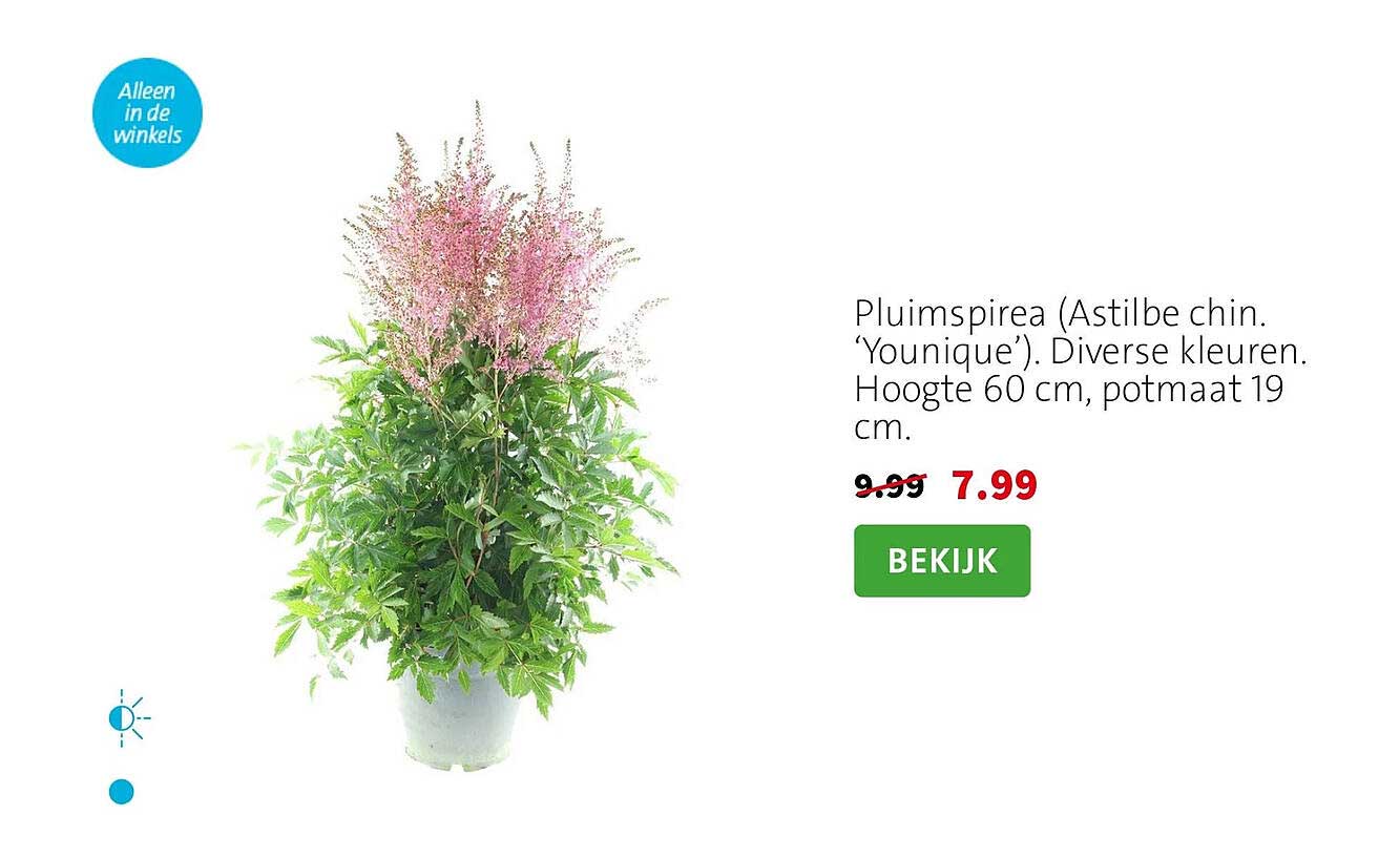 Pluimspirea (Astilbe chin. ‘Younique’). Diverse kleuren. Hoogte 60 cm, potmaat 19 cm.