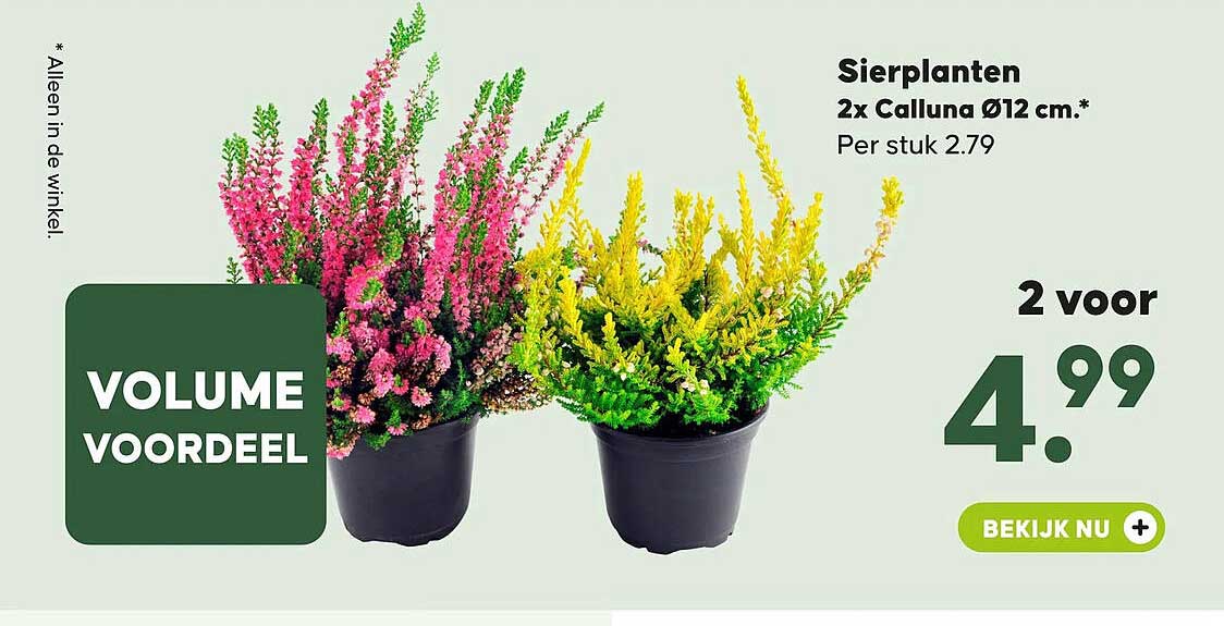 Sierplanten 2x Calluna Ø12 cm.*