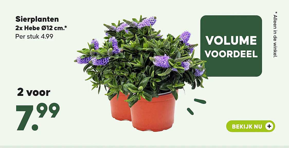 Sierplanten 2x Hebe Ø12 cm.*