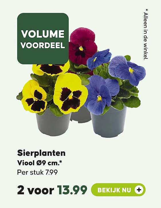 Sierplanten Viool Ø9 cm.* 2 voor 13.99 BEKIJK NU