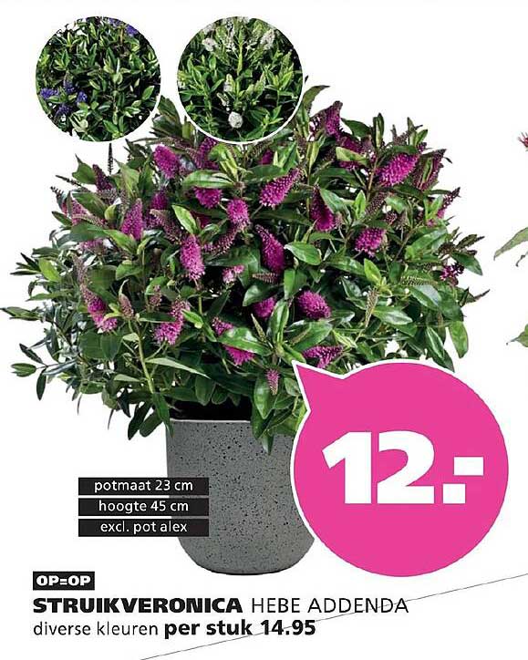 STRUIKVERONICA HEBE ADDENDA diverse kleuren per stuk