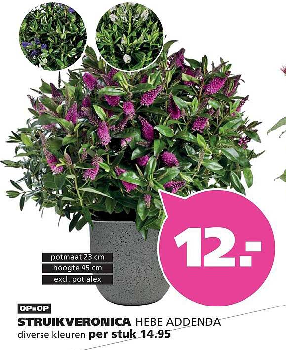STRUIKVERONICA HEBE ADDENDA diverse kleuren per stuk