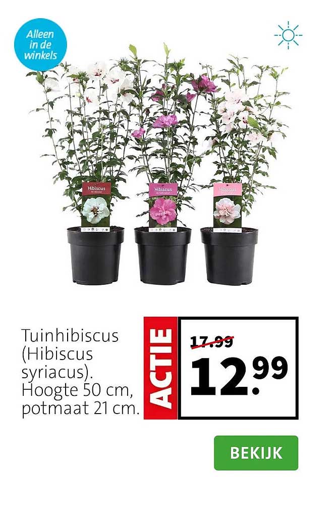 Tuinhibiscus (Hibiscus syriacus). Hoogte 50 cm, potmaat 21 cm.