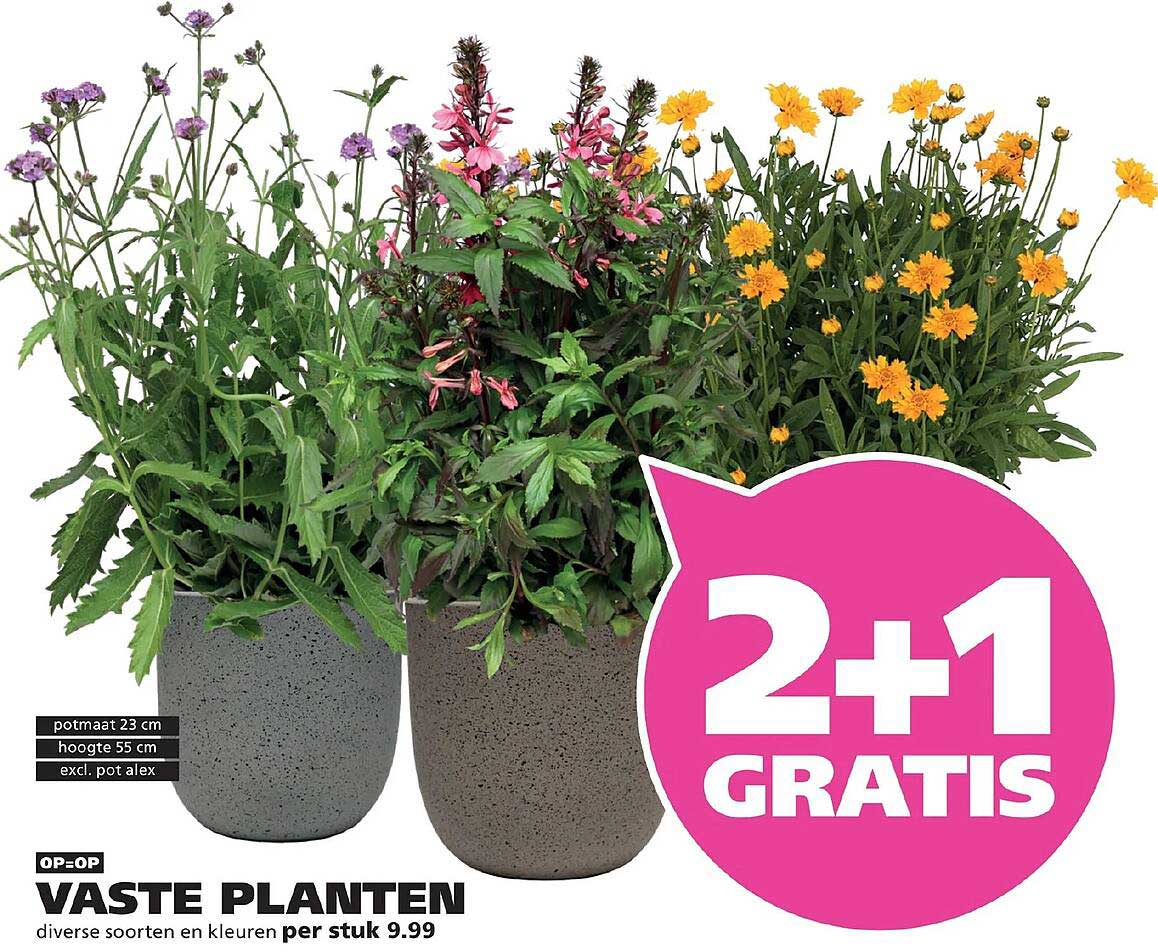 VASTE PLANTEN 2+1 GRATIS