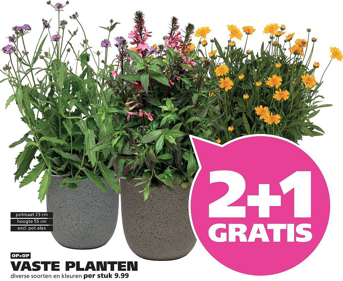 VASTE PLANTEN diverse soorten en kleuren 2+1 GRATIS