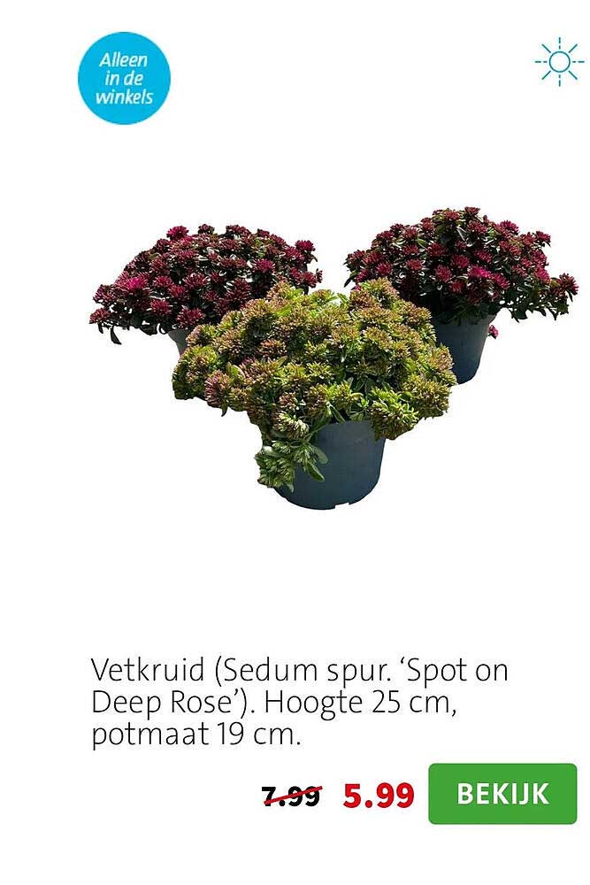 Vetkruid (Sedum spur. ‘Spot on Deep Rose’). Hoogte 25 cm, potmaat 19 cm.