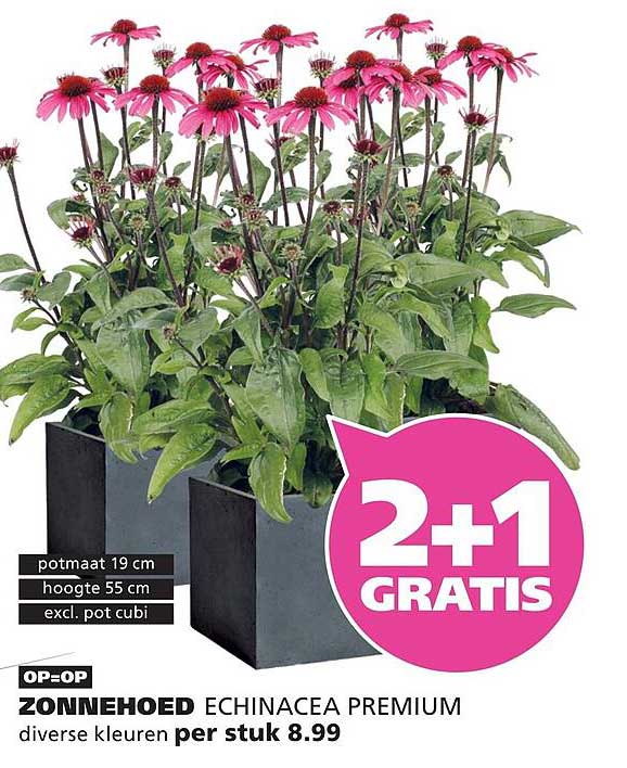 ZONNEHOED ECHINACEA PREMIUM diverse kleuren per stuk 2+1 GRATIS