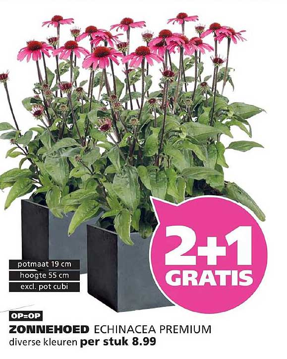 ZONNEHOED ECHINACEA PREMIUM diverse kleuren per stuk 8.99 2+1 GRATIS